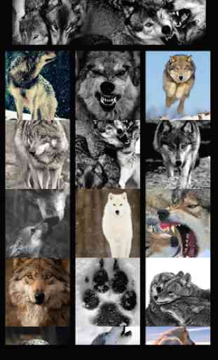 Wolf Wallpaper 1