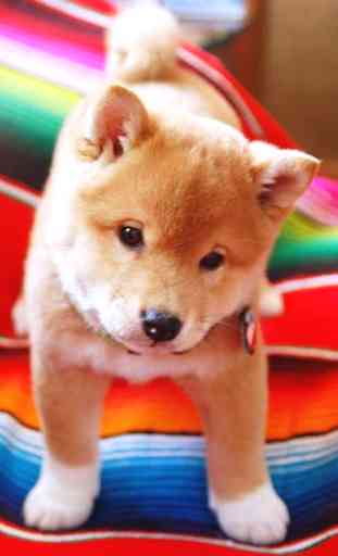 Cute Puppies wallpapers dogs 2