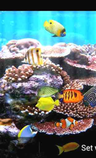 Fish Aquarium Free 3