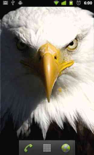 free live eagle wallpapers 2