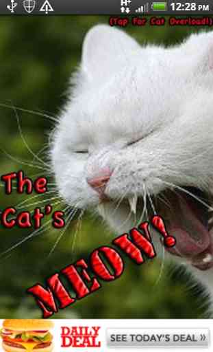 The Cat's Meow 1