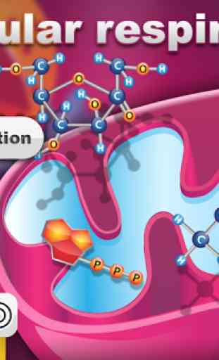 Biology Cellular Respiration L 1