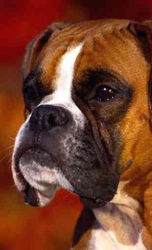 Boxer Dogs Jigsaw Puzzles 1