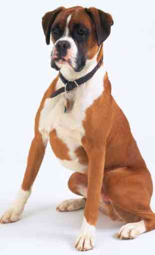 Boxer Dogs Jigsaw Puzzles 2
