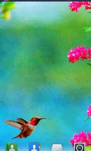 Hummingbirds Live Wallpaper 2