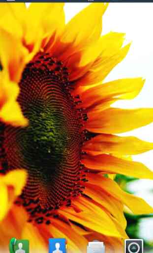 Sunflowers Live Wallpaper 3