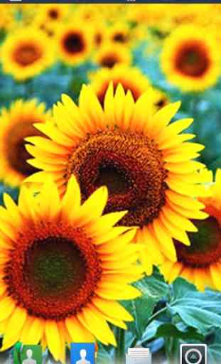 Sunflowers Live Wallpaper 4