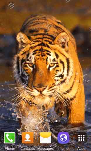Tiger Live Wallpaper 2