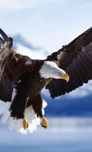 Amazing eagle. Live wallpaper 3