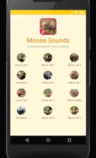 Moose Sounds and Moose Call 1