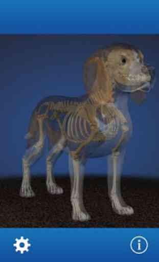 Osteology in Dogs (Licensed) 1