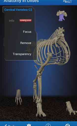 Osteology in Dogs (Licensed) 3