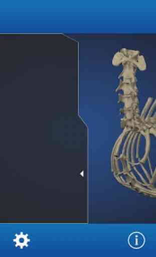Osteology in Dogs (Licensed) 4