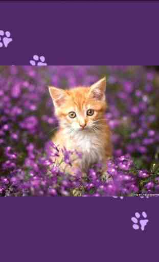 Unlimited Cats Wallpapers 2