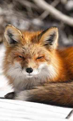 arctic fox wallpaper 1