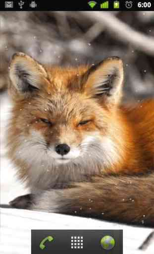 arctic fox wallpaper 2