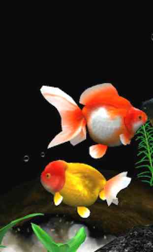 Gold Fish 3D free LWP 2