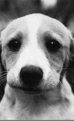 Dog Finder - Adopt A Puppy 1