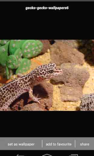 Gecko Lizard Wallpapers HD 2