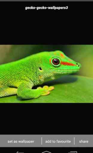 Gecko Lizard Wallpapers HD 3