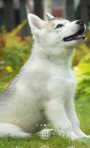 Husky Puppies Live Wallpaper 1