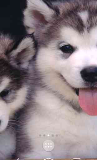Husky Puppies Live Wallpaper 2