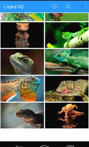 Lizard HD Wallpapers 2