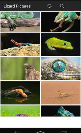 Lizard Wallpapers Pictures 2