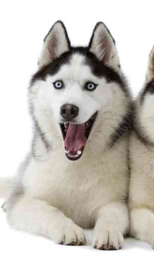 Siberian Husky Dogs Jigsaw 2