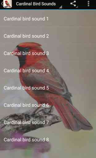 Cardinal Bird Sounds 1