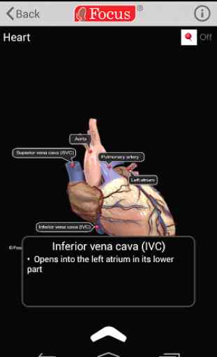 HEART - Digital Anatomy Atlas 4