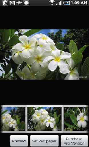 Kauai Flowers 1