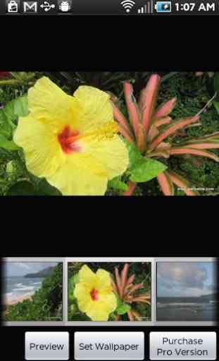 Kauai Flowers 2