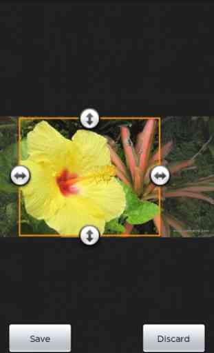 Kauai Flowers 3