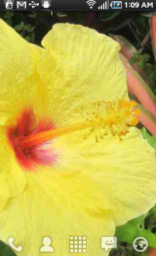Kauai Flowers 4