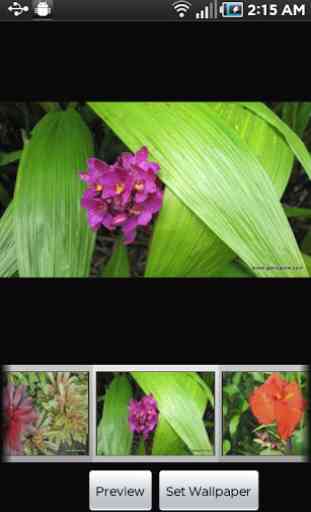 Kauai Flowers Pro 4