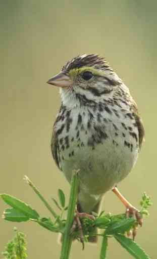 Talking Sparrow Free LWP 1
