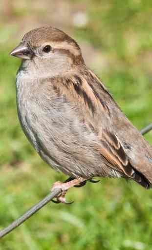 Talking Sparrow Free LWP 3