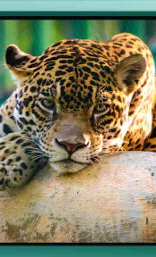 Jaguar Animal Wallpaper 1