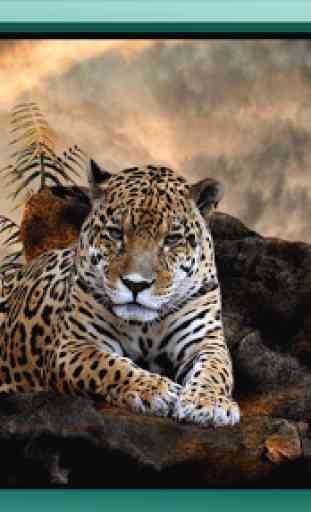 Jaguar Animal Wallpaper 2