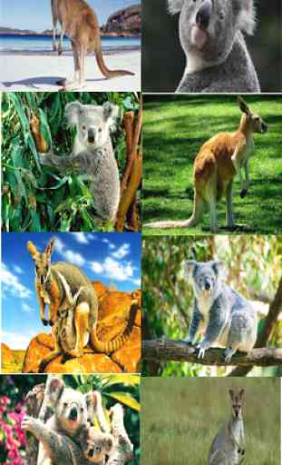 Kangaroo & Koala Wallpaper 1