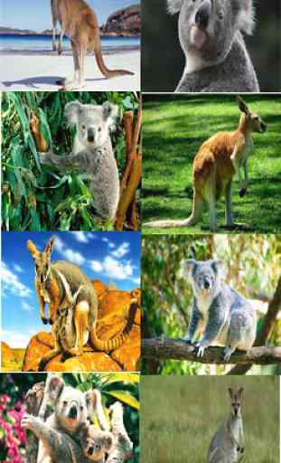 Kangaroo & Koala Wallpaper 2