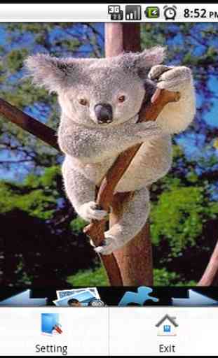 Koala Puzzle 2