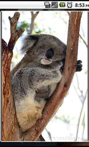 Koala Puzzle 3