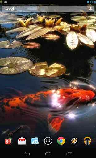 Koi Fish in the Pond 1