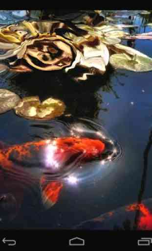 Koi Fish in the Pond 3