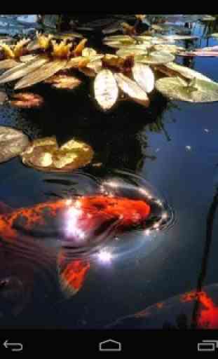 Koi Fish in the Pond 4