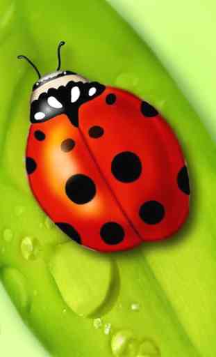 ladybug live wallpaper 1