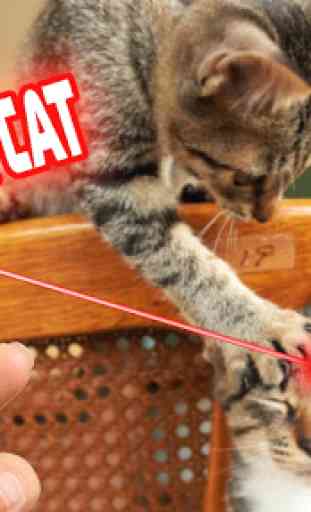 Laser Pointer: Cat Edition 1
