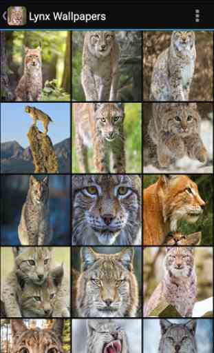 Lynx Wallpapers 1